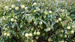 Pommier Mioulane NewsJardinTV NPM 2607521508