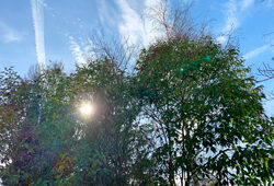 Soleil Hiver Troene Mioulane NewsJardeinTV Jardimiou IMG 0763