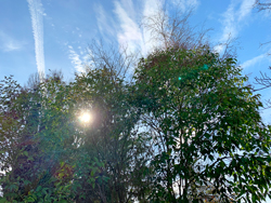 Soleil Hiver Troene Mioulane NewsJardeinTV Jardimiou IMG 0763