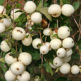 Symphoricarpos Mioulane NewsJardinTV Jardimiou IMG 5857