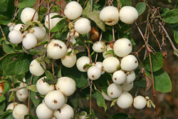 Symphoricarpos Mioulane NewsJardinTV Jardimiou IMG 5857