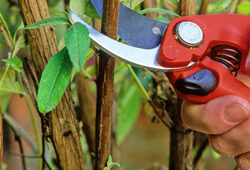 Taille Buddleia Mioulane NewsJardinTV Jardimiou NPM GIP0036388