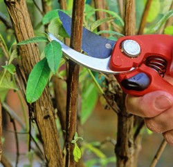 Taille Buddleia Mioulane NewsJardinTV Jardimiou NPM GIP0036388