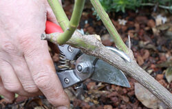 Taille Rosier Mioulane NewsJardinTV 2016 04 20 &agrave; 19.11.04