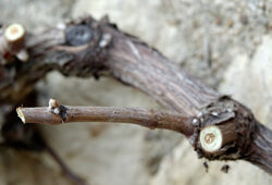 Taille Vigne Courson Mioulane NewsJardinTV Jardimiou DSC4958