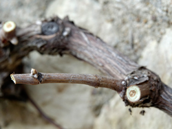 Taille Vigne Courson Mioulane NewsJardinTV Jardimiou DSC4958