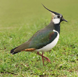 Vanneau huppe Fauna