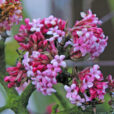 Viburnum Bodnantense Mioulane NewsJardinTV Jardimiou NPM 84941004