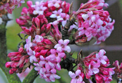 Viburnum Bodnantense Mioulane NewsJardinTV Jardimiou NPM 84941004