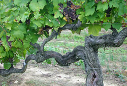 Vigne cep centenaire Mioulane NewsJardinTV Jardimiou 4565213