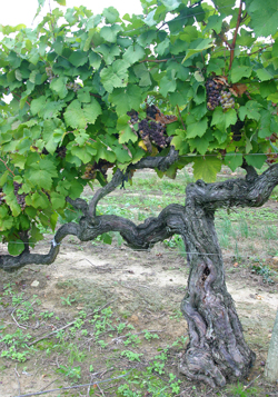 Vigne cep centenaire Mioulane NewsJardinTV Jardimiou 4565213