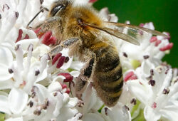 Abeille Mioulane NewsJardinTV NPM 2808186759