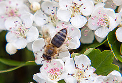 Abeille butine Crataegus Fauna