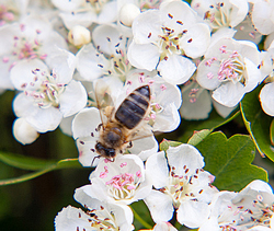 Abeille butine Crataegus Fauna