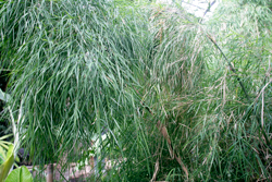 Bambou Otaea Mioulane NewsJardinTV NPM 2707520844