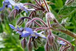 Bourrache Mioulane NewsJardinTV Jardimiou NPM 850320216