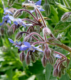 Bourrache Mioulane NewsJardinTV Jardimiou NPM 850320216