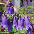 Campanula Mioulane NewsJardinTV Jardimiou NPM 850318026