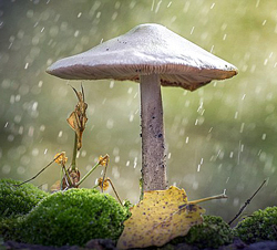 Champignon Pluie Insecte DR