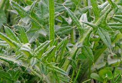 Chardon Mioulane NewsJardinTV Jardimiou NPM 90290801