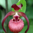 Cypripedium Orchidee Mioulane NewsJardinTV NPM 2507523436