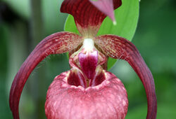 Cypripedium Orchidee Mioulane NewsJardinTV NPM 2507523436