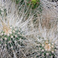 Echinocereus Mioulane NewsJardinTV Jardimiou NewsJardinTV NPM 2507526758