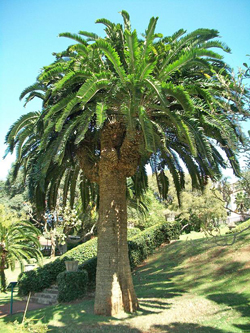 Encephalartos woodii