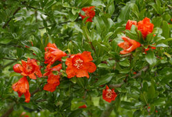 Grenadier Fleur Mioulane NewsJardinTV NPM 2507526424