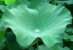 Lotus feuille goutte eau Flora