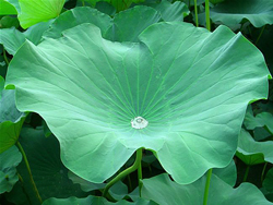 Lotus feuille goutte eau Flora