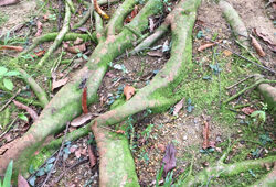 Racines Allophylus Mioulane NewsJardinTV Jardimiou IMG 6614