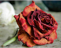 Rose Fanee Flora