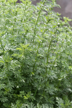 Artemisia alba Mioulane NewsJardinTV Jardimiou NPM 719510230