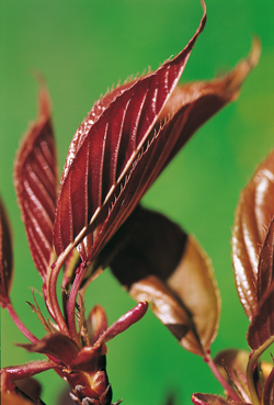Bourgeon Prunus