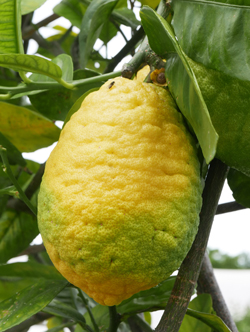 Cedrat Mioulane NewsJardinTV Jardimiou NPM 2307514155