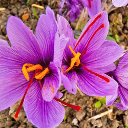 Crocus sativus safran Flora
