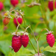 Fraise des bois Flora