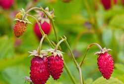Fraise des bois Flora