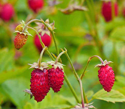 Fraise des bois Flora