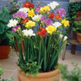 Freesia Pot Flora