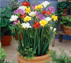 Freesia Pot Flora