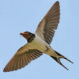Hirondelle