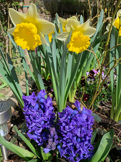 Narcisse Jacinthe Mioulane NewsJardinTV Jardimiou IMG 1128