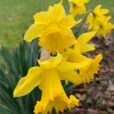 Narcisse Mioulane NewsJardinTV Jardimiou IMG 0798