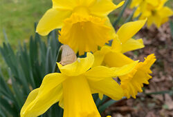 Narcisse Mioulane NewsJardinTV Jardimiou IMG 0798