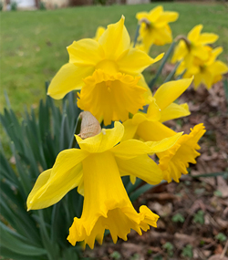 Narcisse Mioulane NewsJardinTV Jardimiou IMG 0798