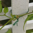 Palissage jasmin Mioulane NewsJardinTV Jardimiou 32659879