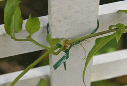 Palissage jasmin Mioulane NewsJardinTV Jardimiou 32659879