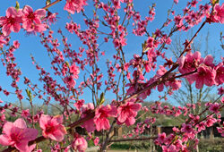 Pecher Floraison Mioulane NewsJardinTV Jardimiou IMG 1133